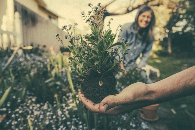 plant being pulled out of the ground