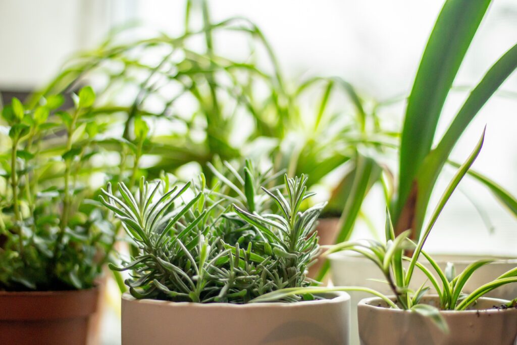 various potted plants with different herbs